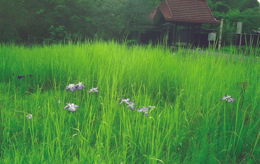 【ふるさと大賞】草萌ゆる結縁寺