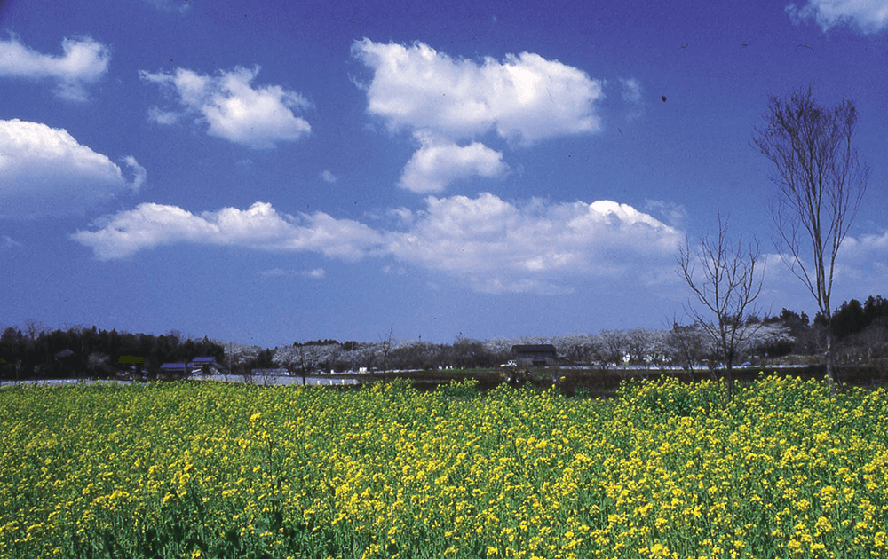 【ふるさと大賞】春の雲・春の花